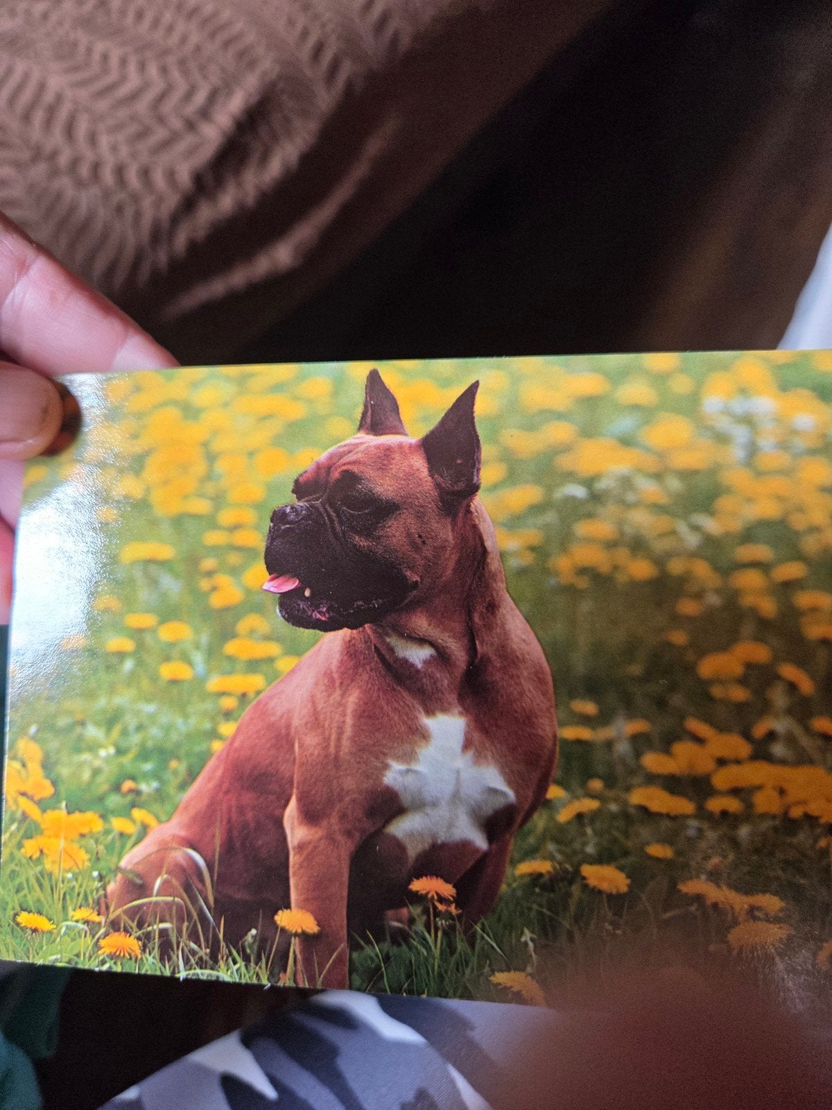 Ansichtkaart Boxer hond in bloemenveld, Ophalen of Verzenden, 1980 tot heden, Ongelopen, Hond of Kat