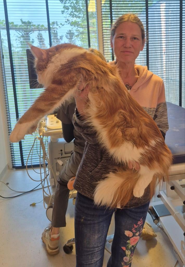 Maine coon dekkater met stamboom,blauw oog,polydactyl,GETEST, 0 tot 2 jaar