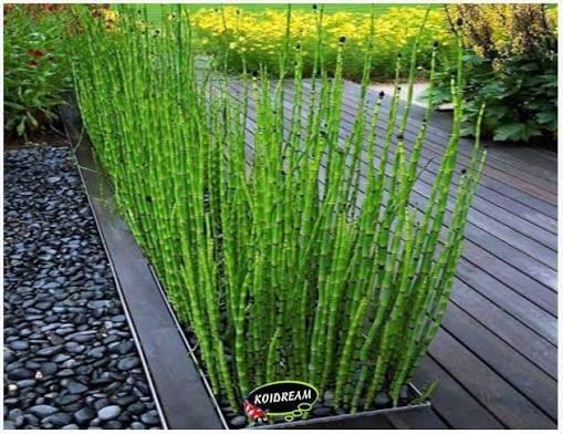 Japanse holpijp Equisetum japonica. Vijverplant/borderplant, Overige soorten, Vaste plant, Ophalen of Verzenden, Bloeit niet
