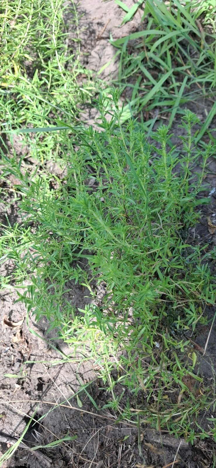 Bonenkruid plant - Vers en aromatisch kruid, Ophalen