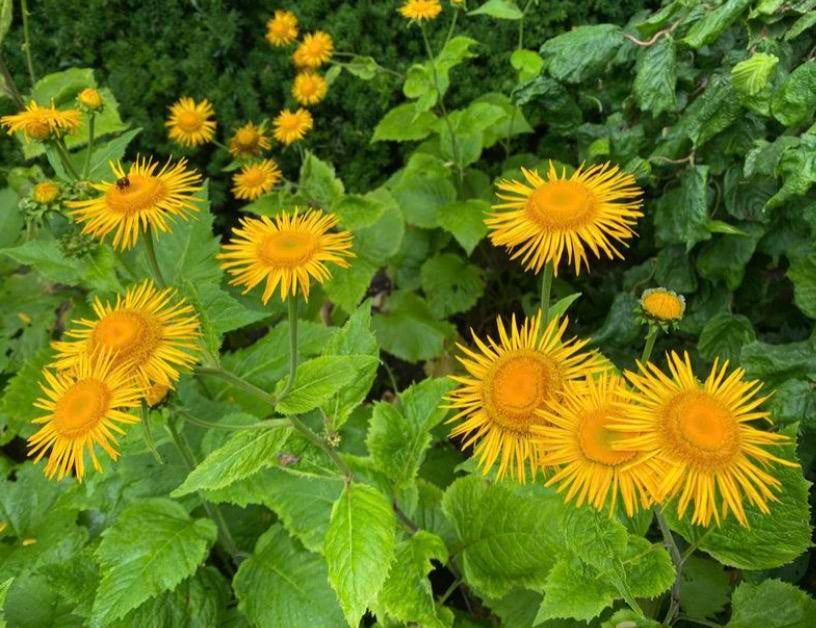 Telekia speciosa stek te koop – Grote koeienoog, Overige soorten, Volle zon, Vaste plant, Ophalen of Verzenden