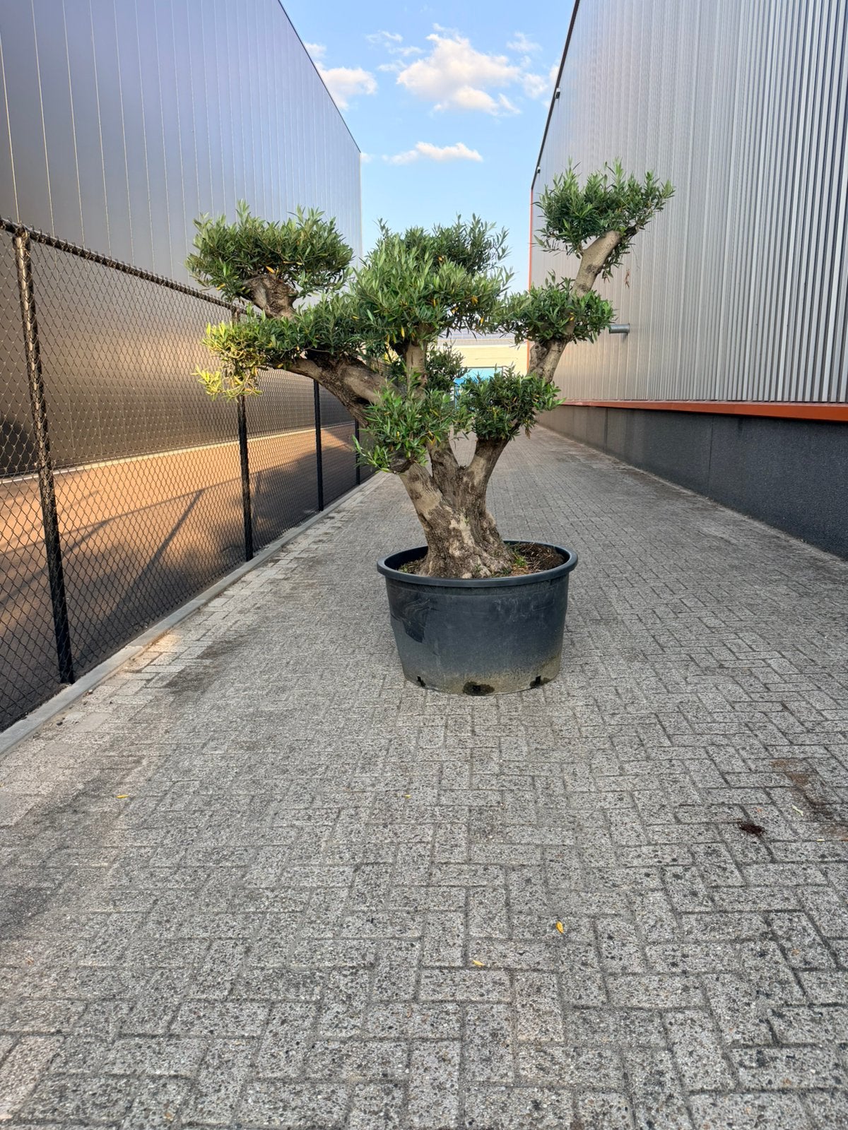 Mooie Pon pon olijfboom, Volle zon, Bloeit niet, Ophalen of Verzenden, 100 tot 250 cm