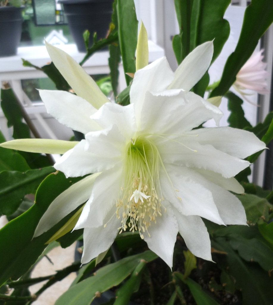 cactus - Epiphyllum WIT, Huis en Inrichting, Kamerplanten, Cactus, Minder dan 100 cm, Volle zon, Ophalen of Verzenden