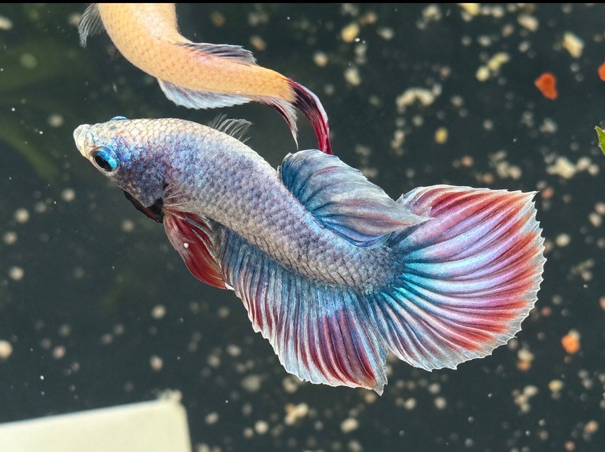 Betta man