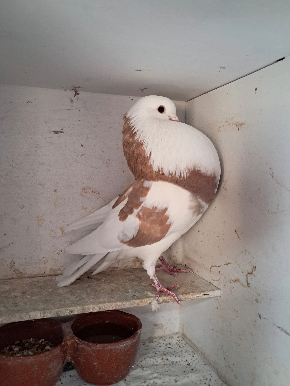 Geelbonte staande duif, Dieren en Toebehoren, Vogels | Duiven, Vrouwelijk, Kropper