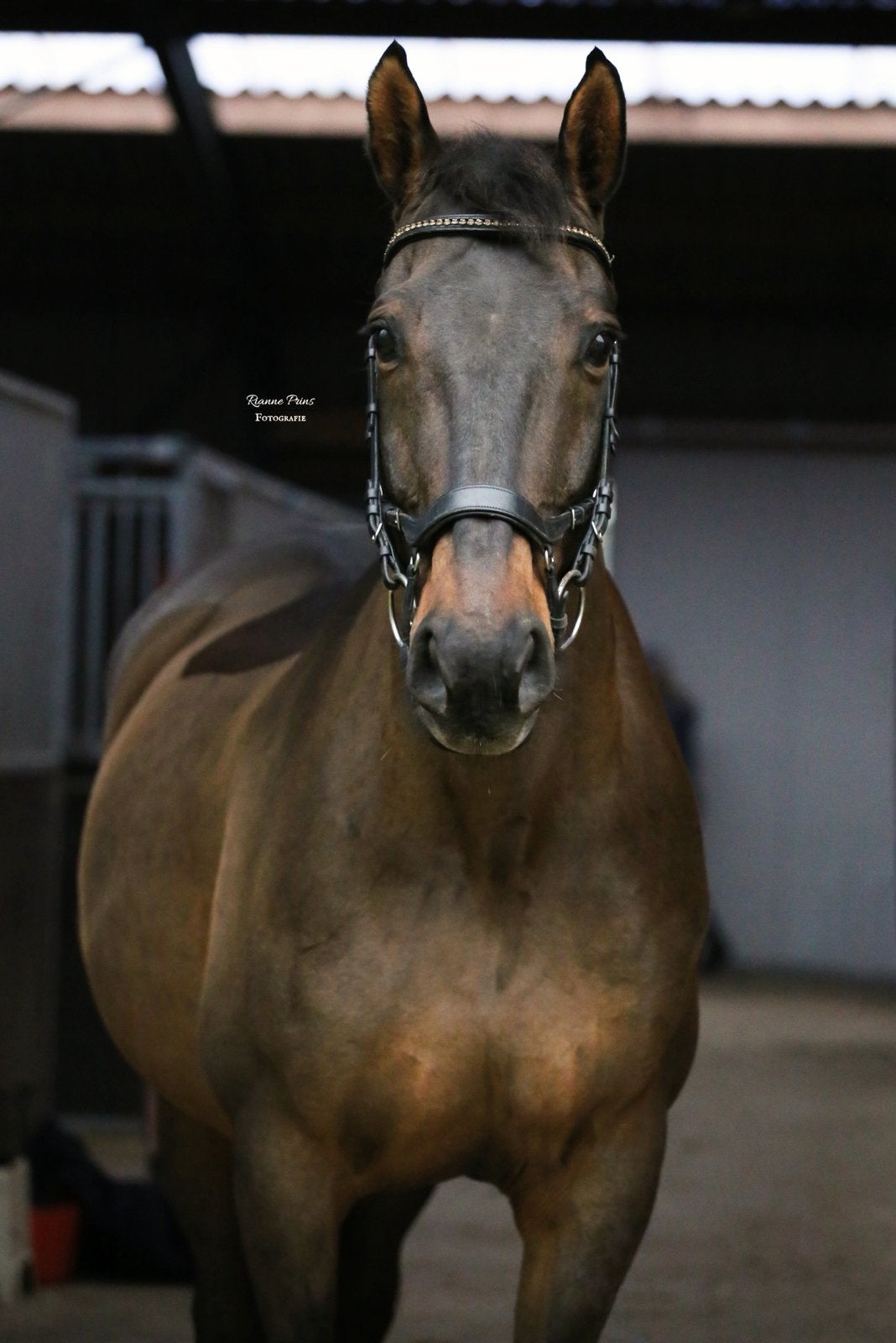 Te koop: ervaren en betrouwbaar dressuurpaard, Dieren en Toebehoren, Paarden, Ruin, Dressuurpaard, 160 tot 165 cm, 11 jaar of ouder