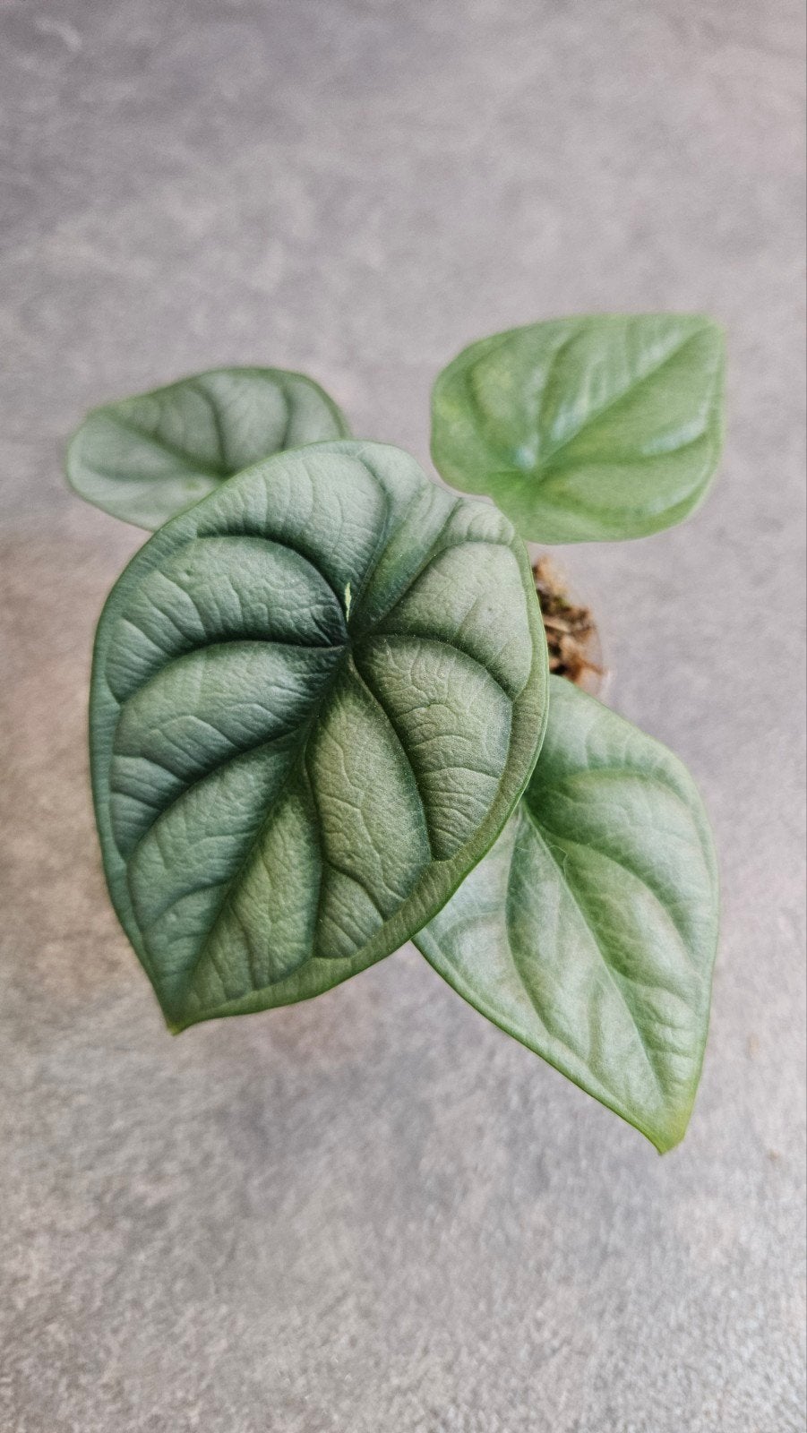 Alocasia Silver Dragon (variegata), Ophalen of Verzenden, Halfschaduw, Minder dan 100 cm