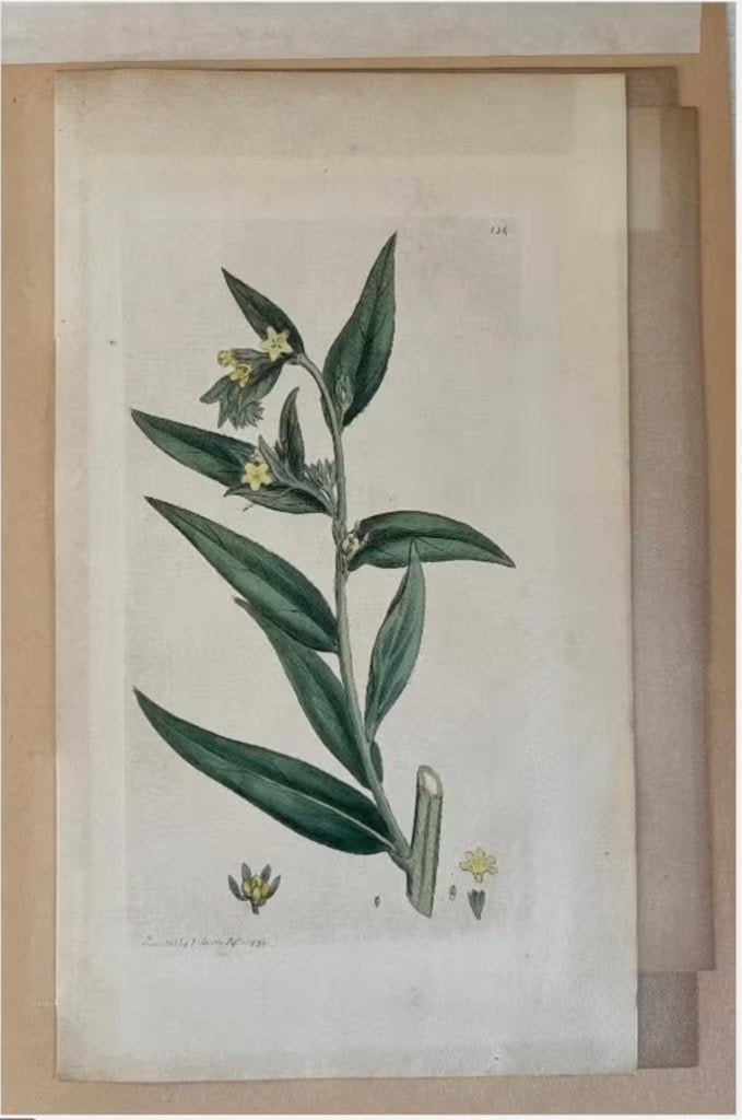 Engelse Kopergravure - James Sowerby (1793), Ophalen of Verzenden