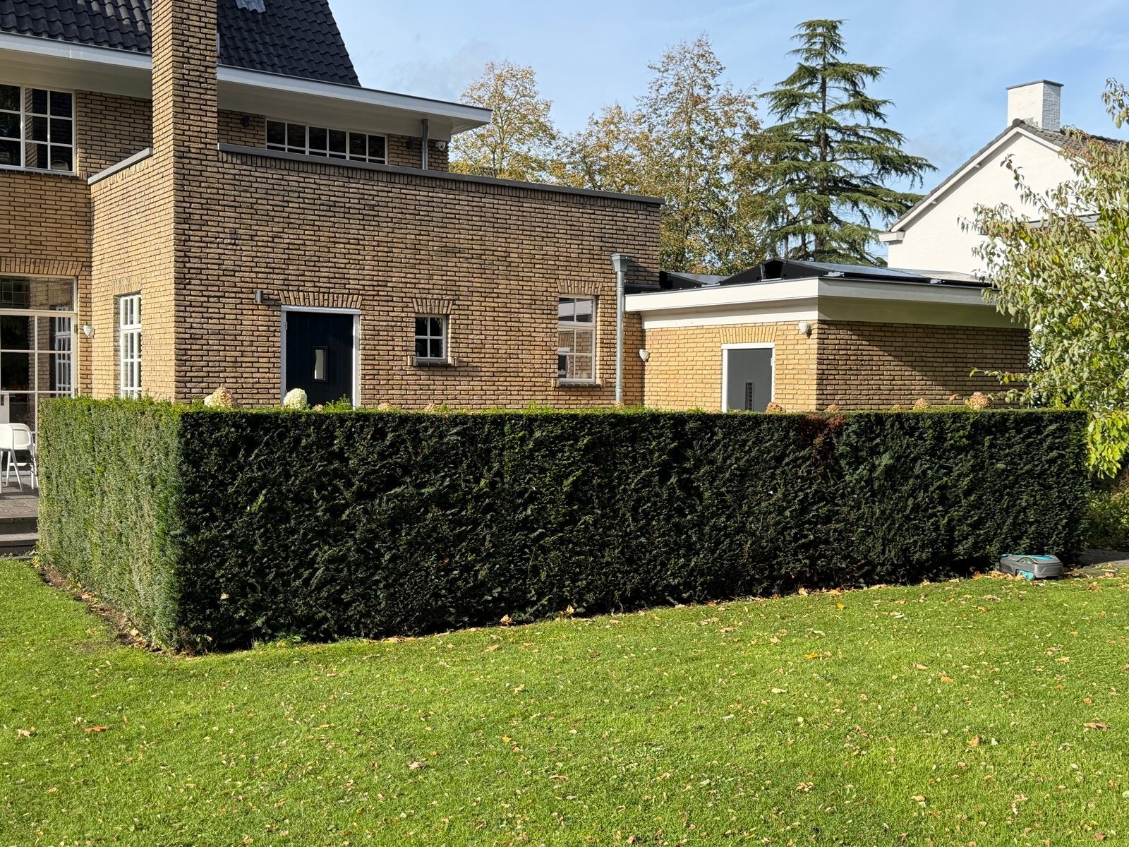 Taxus haag 20 meter - Zeer goede staat - Zelf uitgraven, Ophalen, Taxus, Haag, 100 tot 250 cm