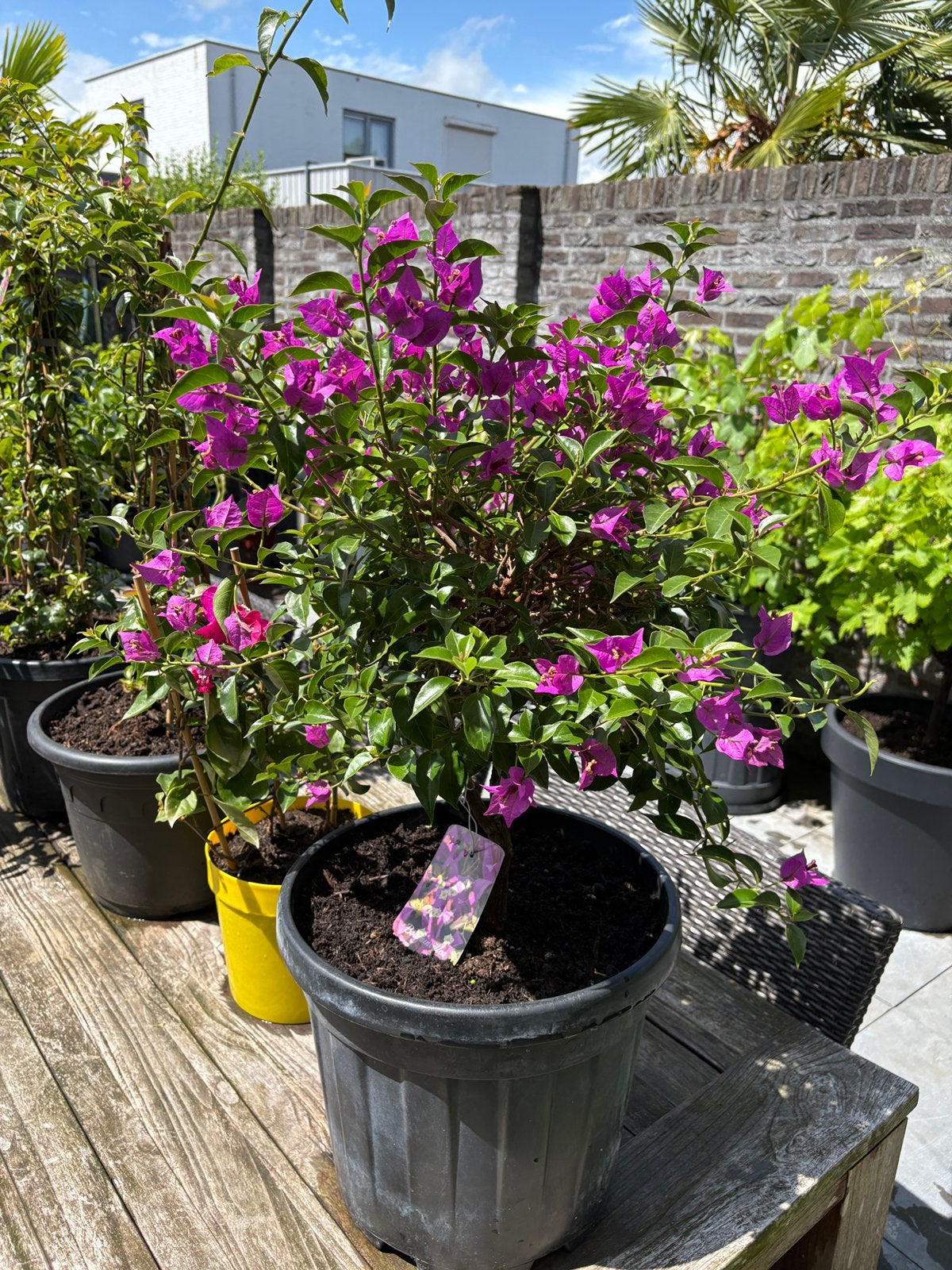 2 schitterende tropische bougainvillea’s op stam aangeboden!, Volle zon, Vaste plant, Zomer, Ophalen