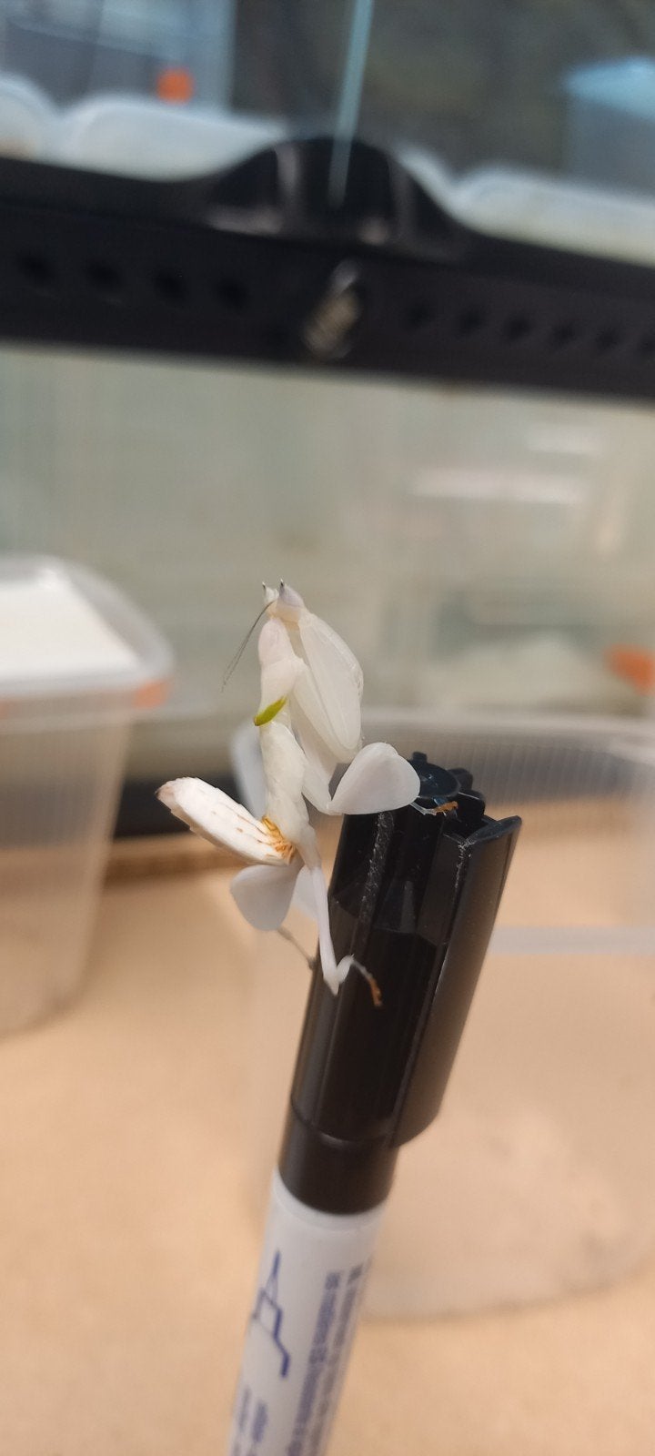 Hymenopus coronatus nimfen (orchidee Bidsprinkhanen), Dieren en Toebehoren, Bijen