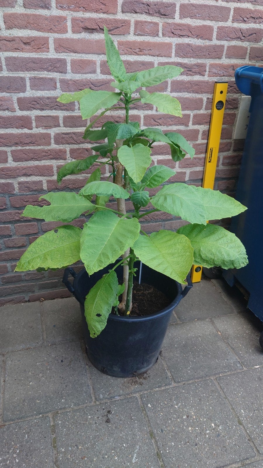 Brugmansia plant Angel Sunbeam, Ophalen, Overige soorten, Volle zon
