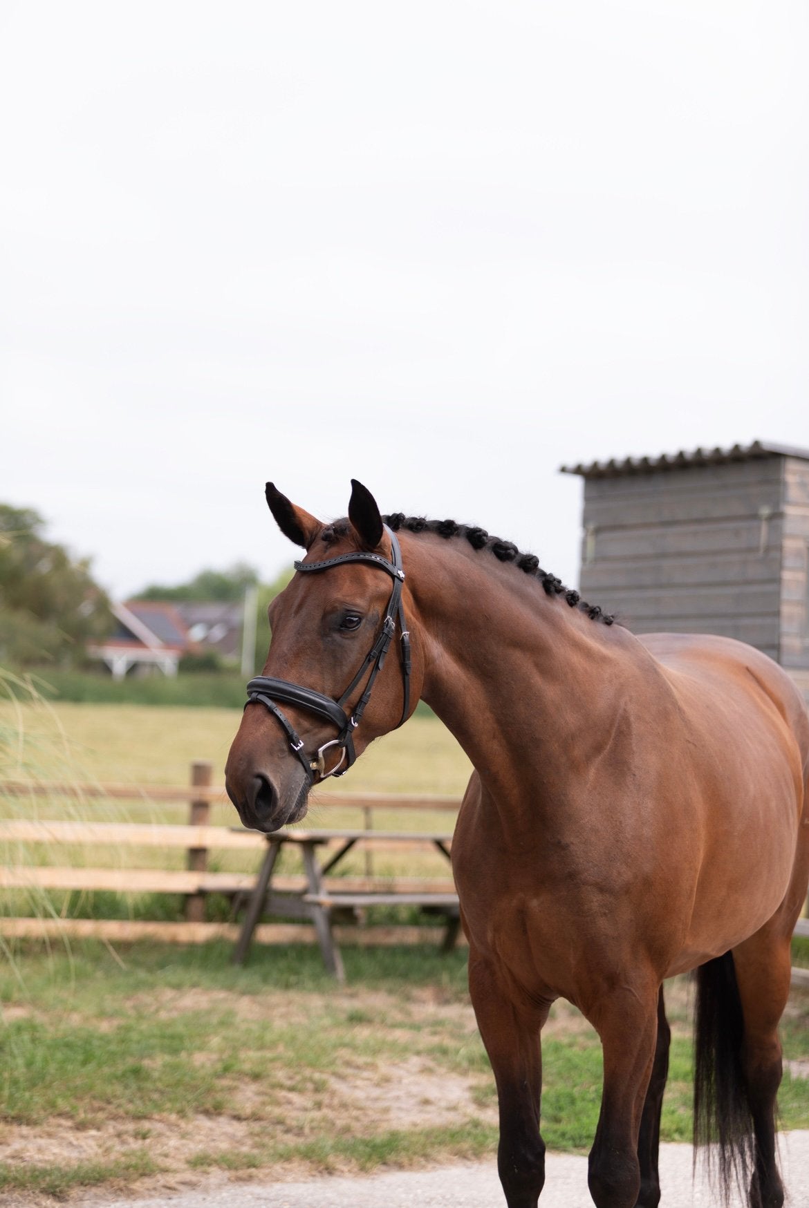 173, Dieren en Toebehoren, Paarden, Merrie, Met stamboom, B, Dressuurpaard