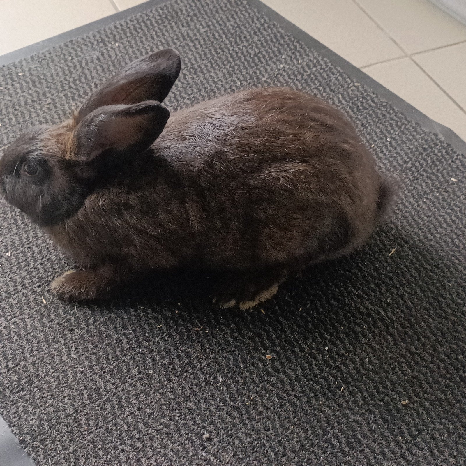Mooie voedsters 3 beschikbaar, Vrouwelijk, Groot, 0 tot 2 jaar