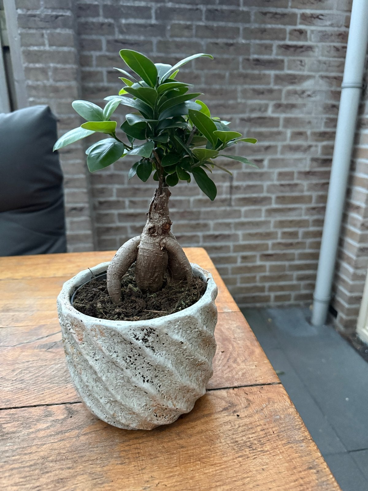 Ficus Ginseng Bonsai in mooie sierpot, Ficus, In pot, Minder dan 100 cm, Groene kamerplant