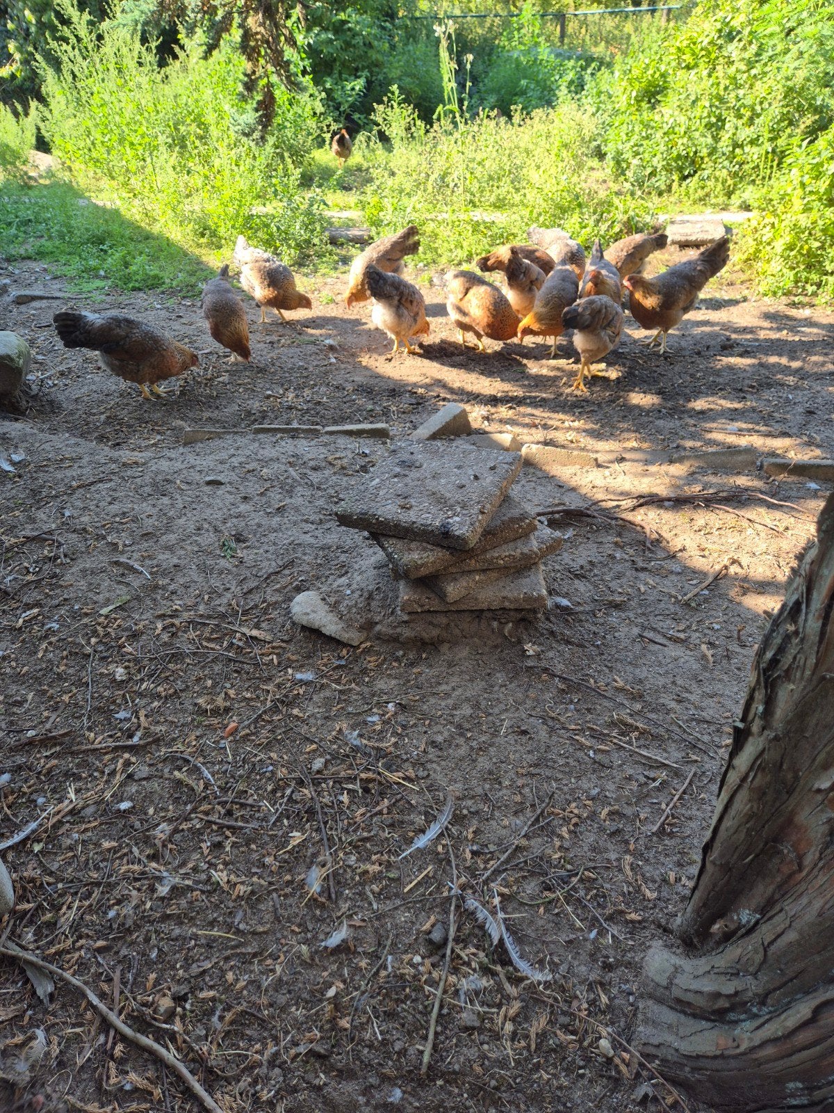 Bielefelder Kennhuhn Groot., Vrouwelijk, Kip