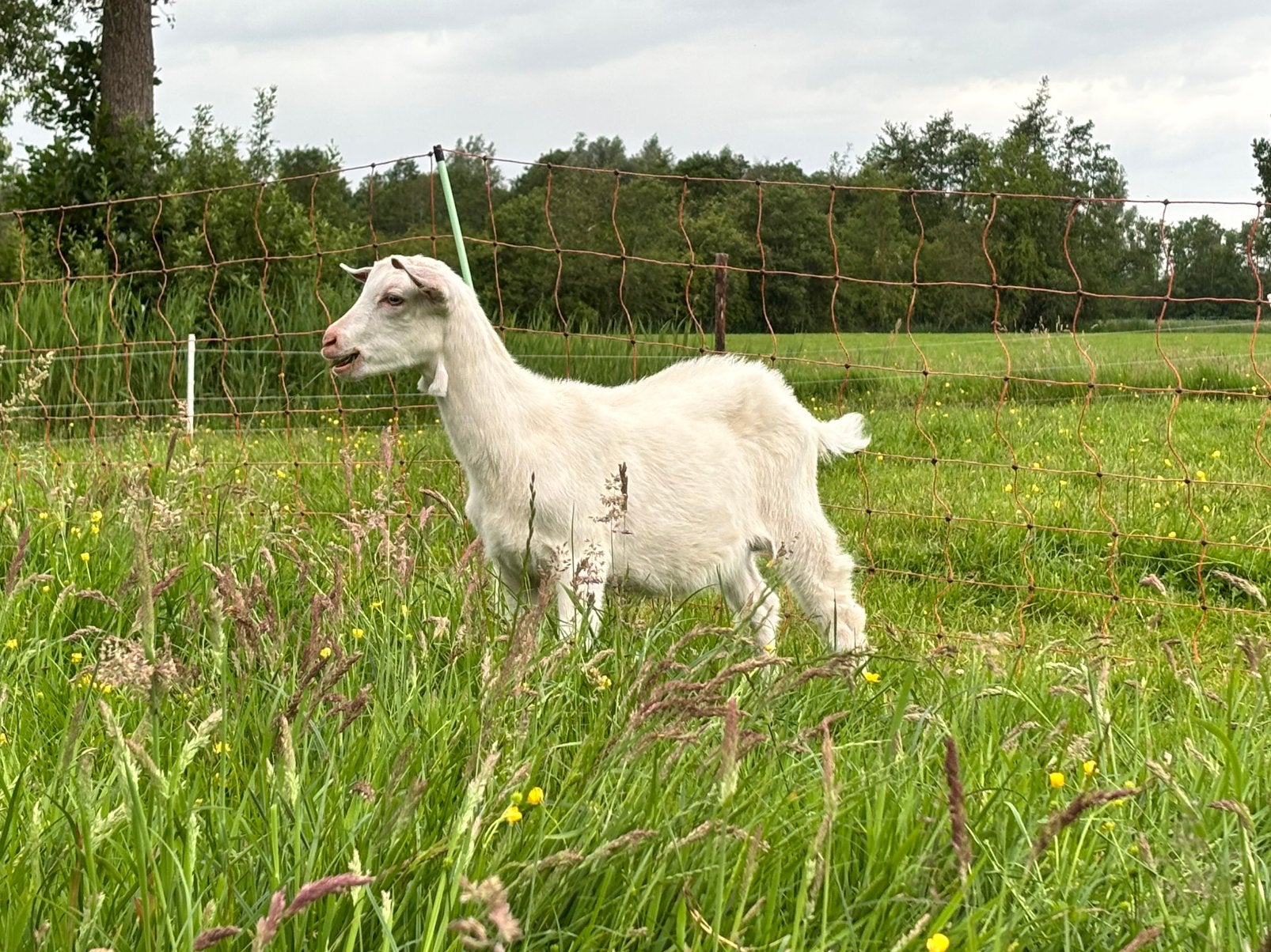 Jonge hoornloze bok, Dieren en Toebehoren, Schapen, Geiten en Varkens, Mannelijk, Geit, 0 tot 2 jaar