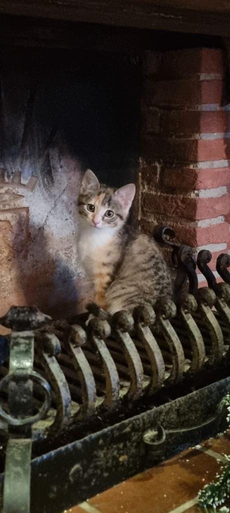 Supermooie kittens, Dieren en Toebehoren, Katten en Kittens | Overige Katten, Poes, Kortharig, 0 tot 2 jaar