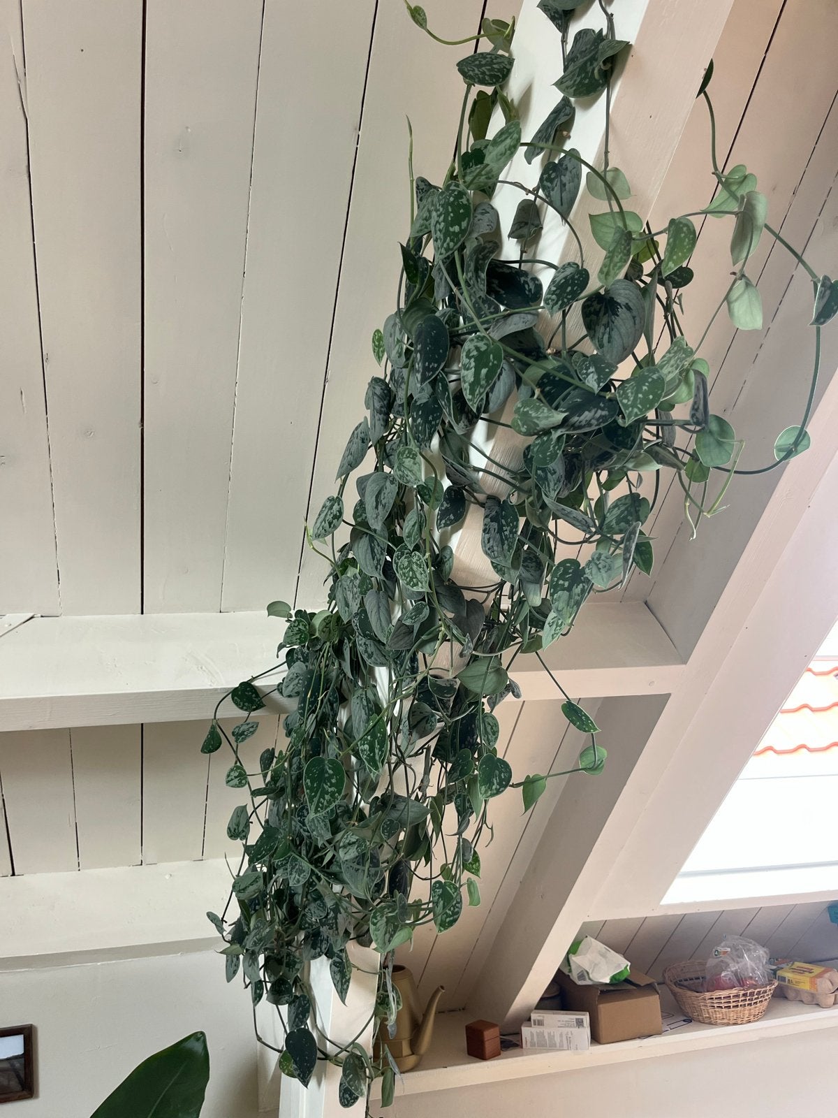 MEGA Draken Klimop / Scindapsus pictus - 3 jaar oud, Ophalen, Gebruikt, Groen, Modern