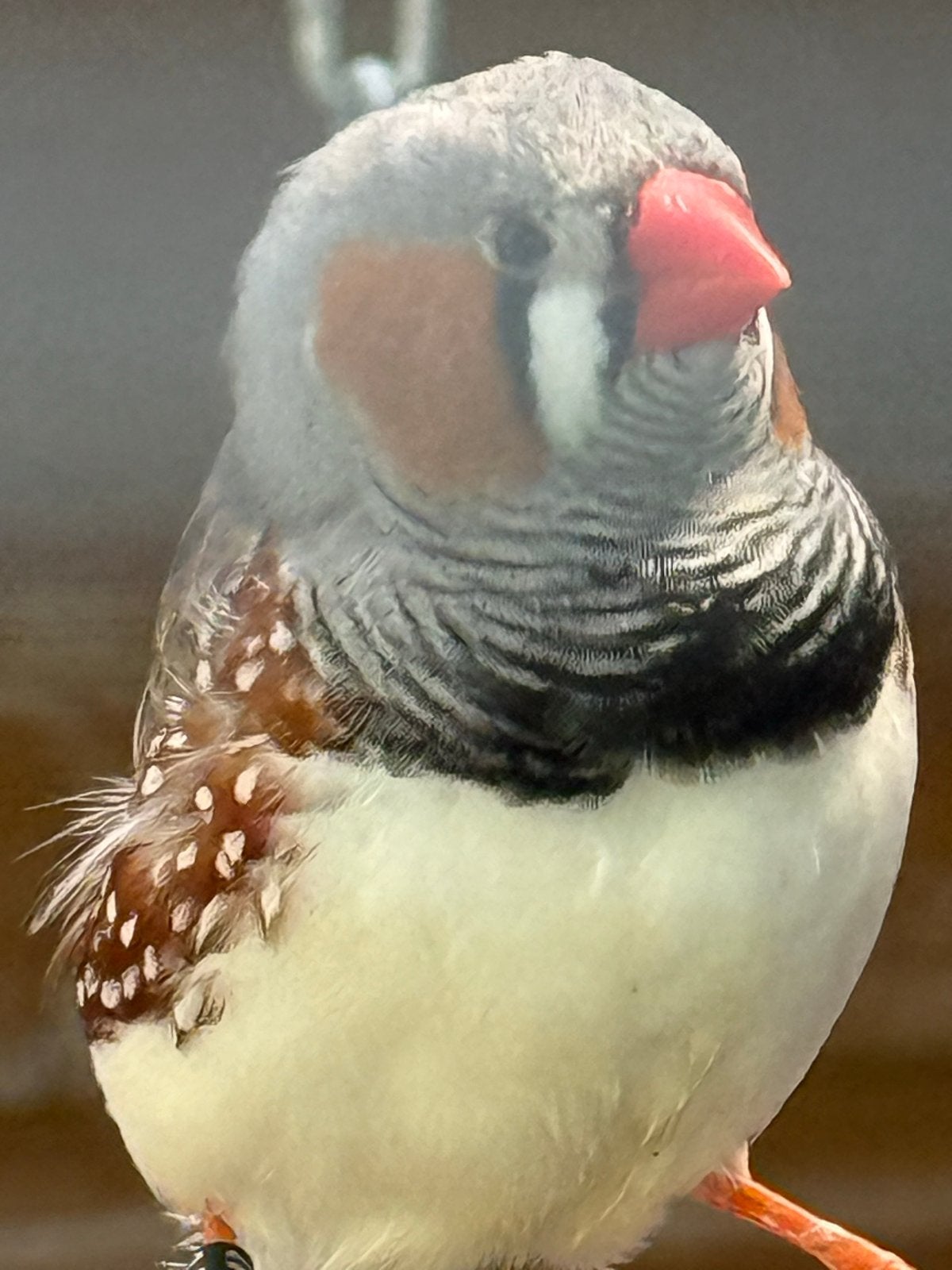 Zebravink, Dieren en Toebehoren, Mannelijk