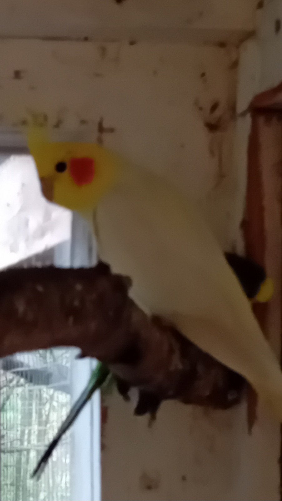 4 Valkparkieten te koop., Meerdere dieren, Parkiet