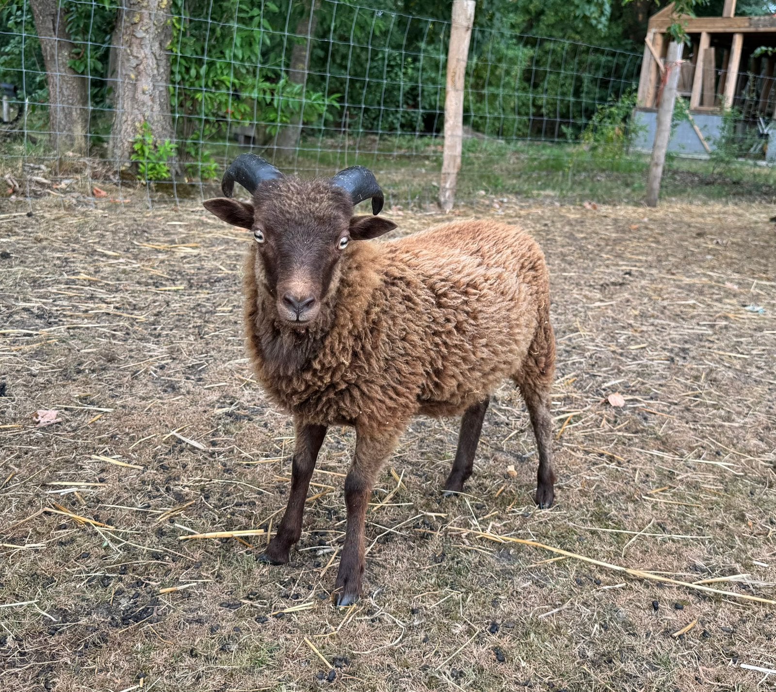 Quessant ram april ‘26, Dieren en Toebehoren, Mannelijk, Schaap