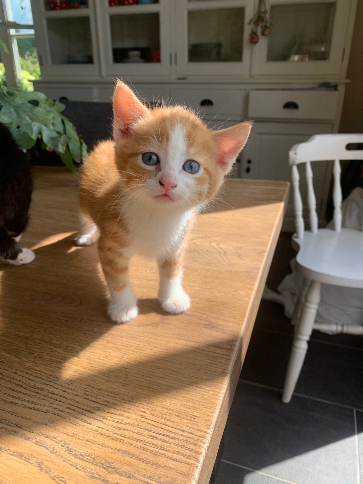 Rood katertje, heel erg lief, 0 tot 2 jaar