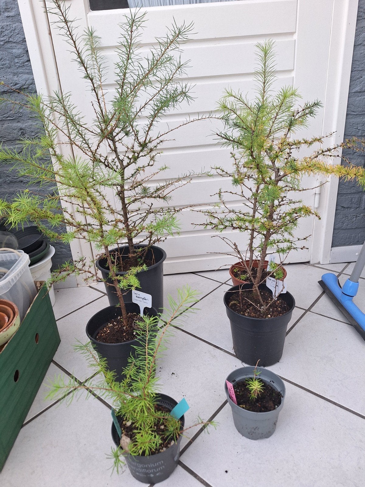 larix, spar, acer, satsuki azalia ,, Ophalen