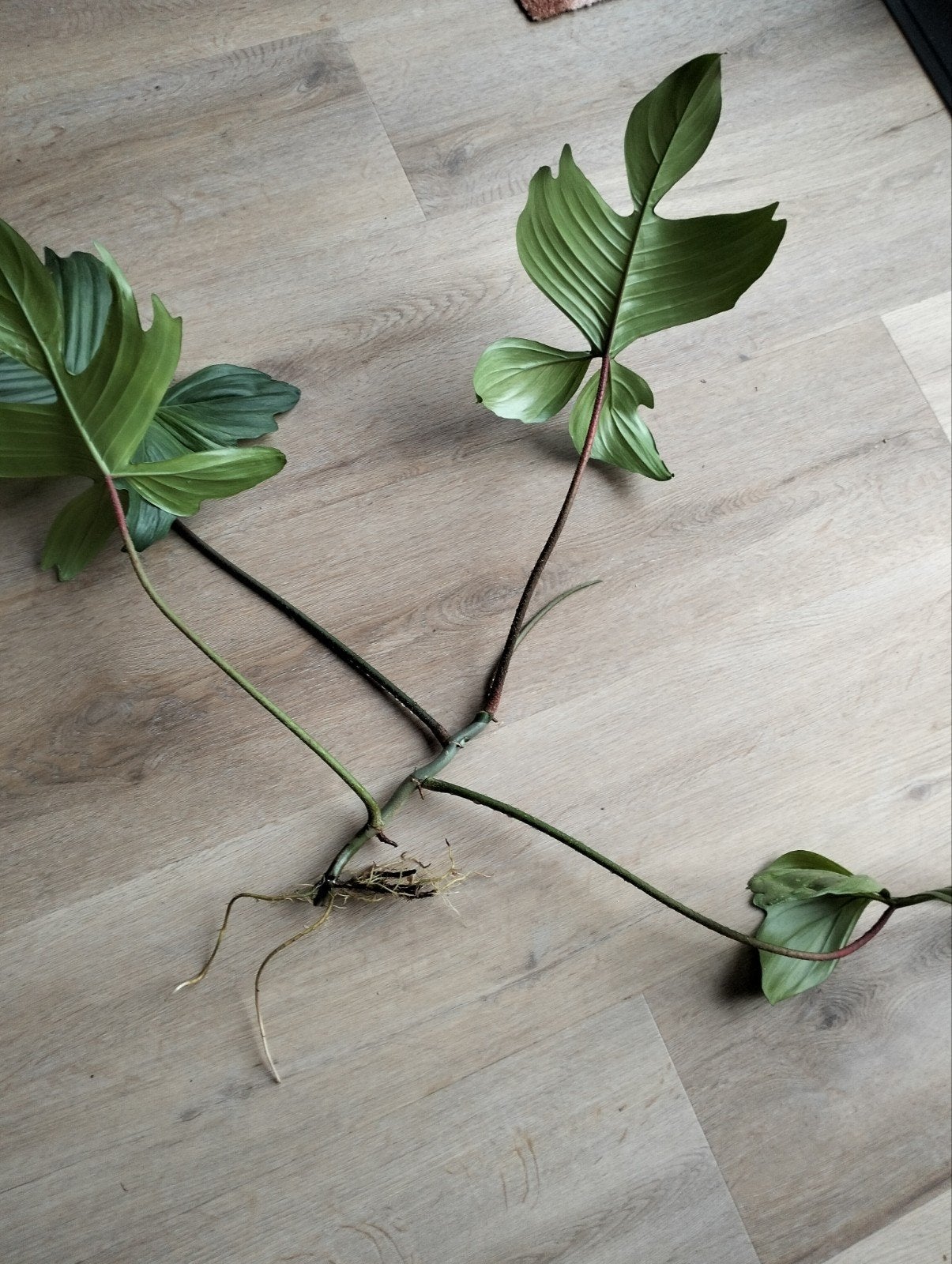 Philodendron Florida Ghost stek - Unieke kamerplant, Ophalen of Verzenden