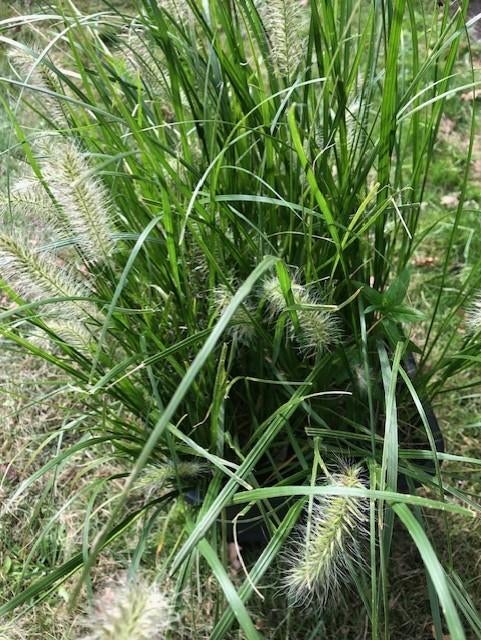 Lampenpoetsersgras tuinplant in grote kuip . kan zo mee. pr, Tuin en Terras, Vaste plant, Halfschaduw, Zomer, Ophalen