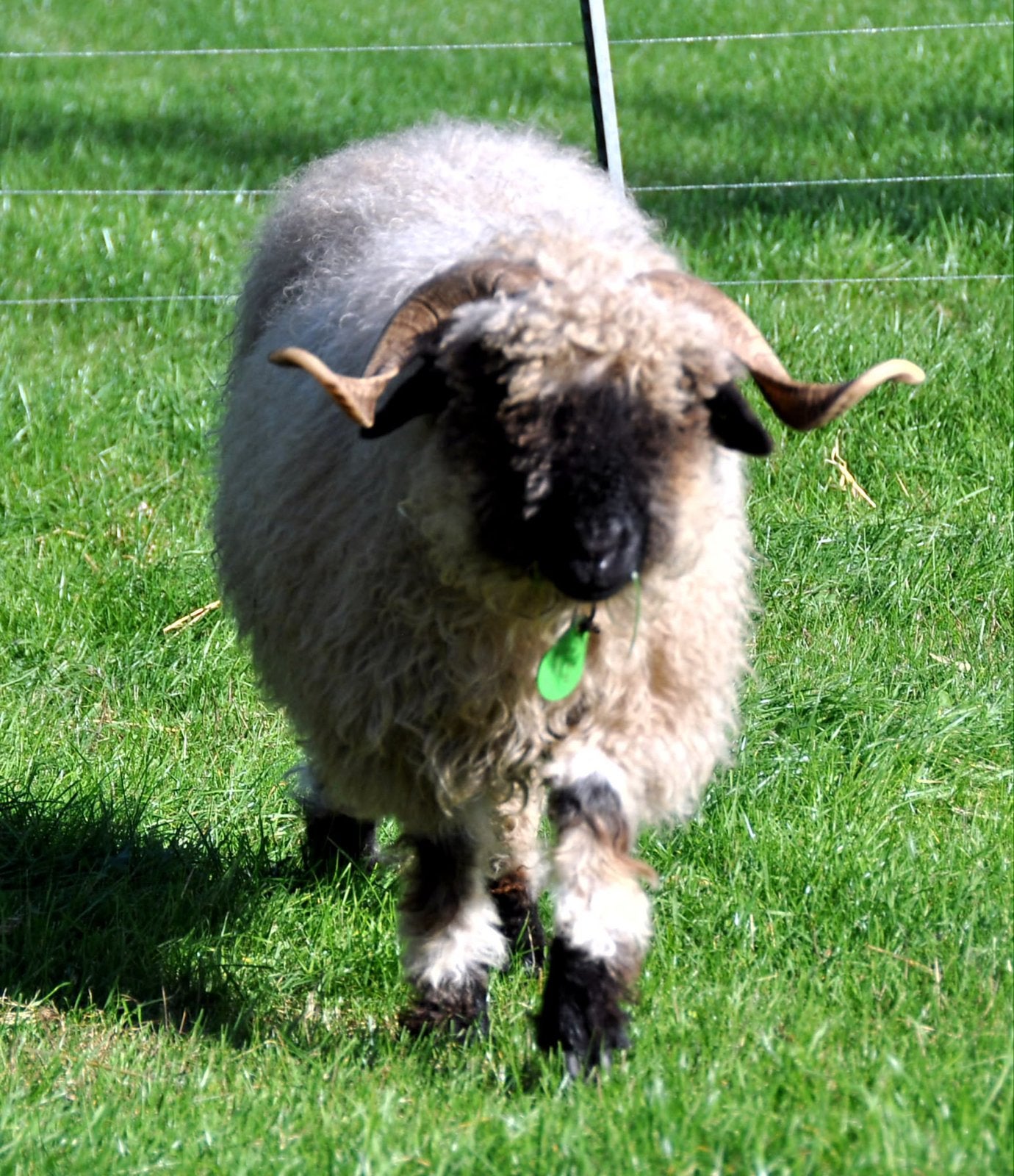 Walliser Schwartznase ooi (Topdier), Vrouwelijk, Schaap