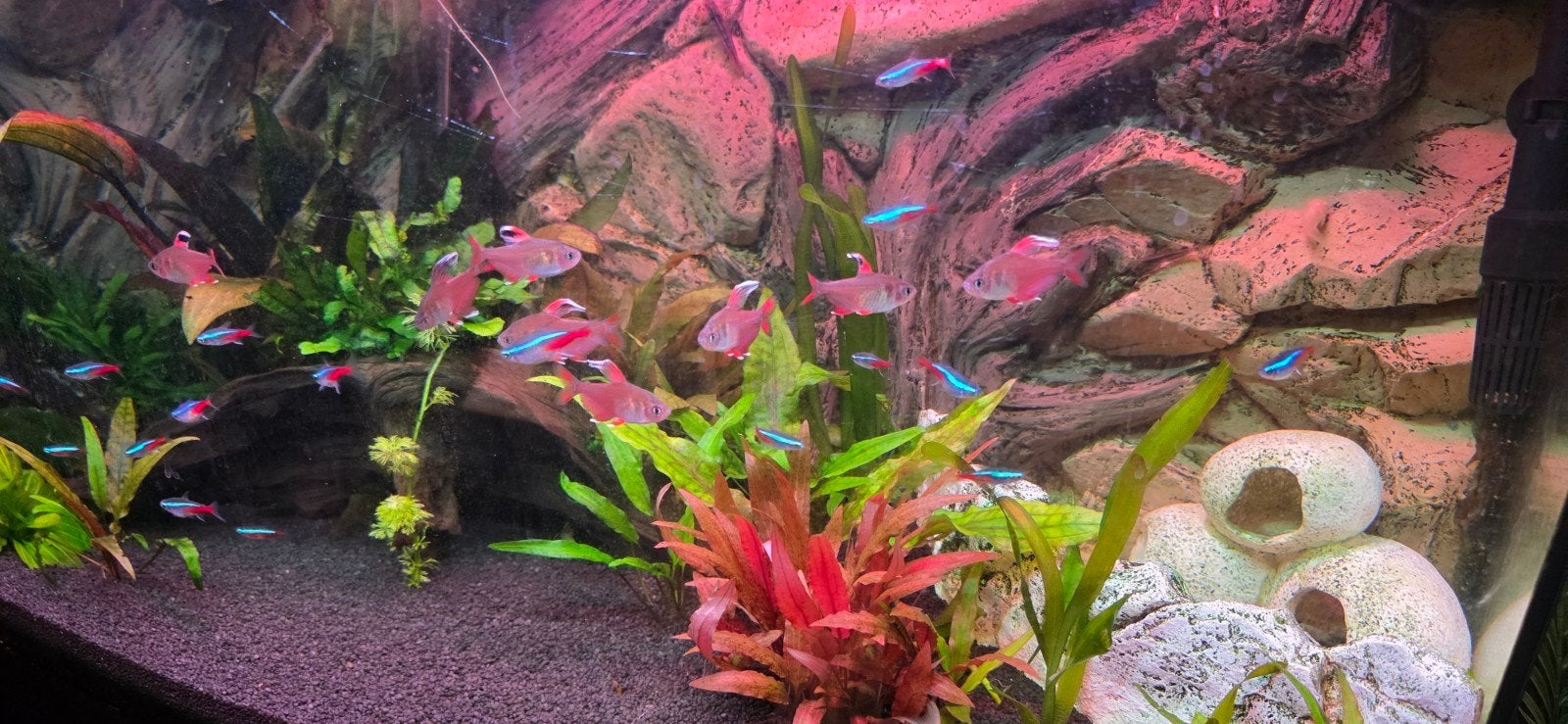 Juwel Vision 180 overcompleet aquarium, Dieren en Toebehoren, Ophalen, Zo goed als nieuw, Gevuld zoetwateraquarium