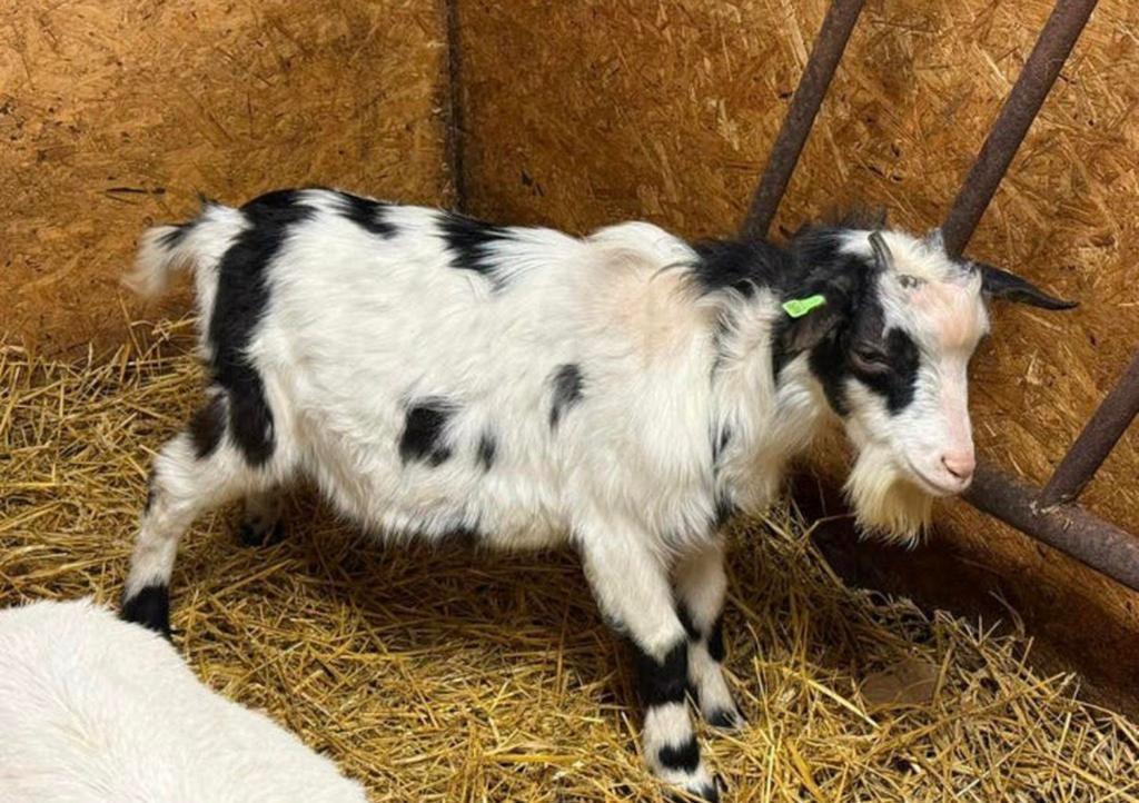 Te koop mooie Bonte dekbok, Dieren en Toebehoren, Mannelijk, Geit