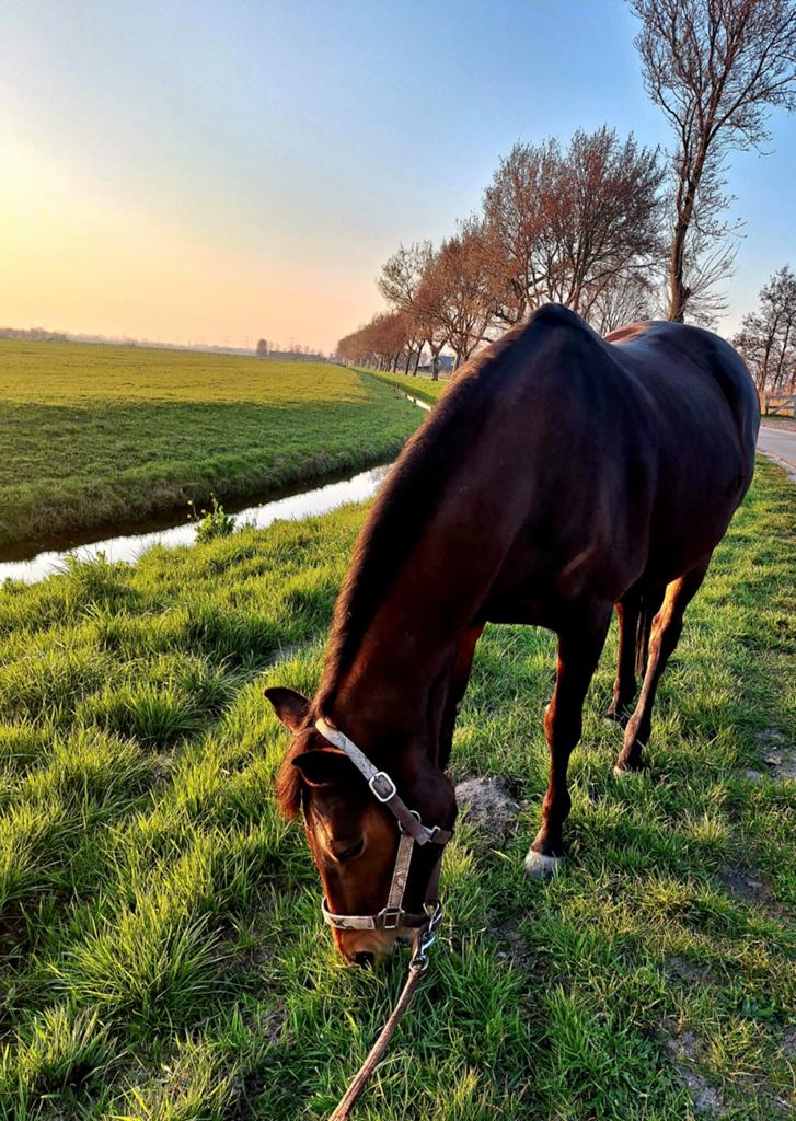 15 jarige Ierse merrie E pony recreatief rijden, Merrie, 11 jaar of ouder