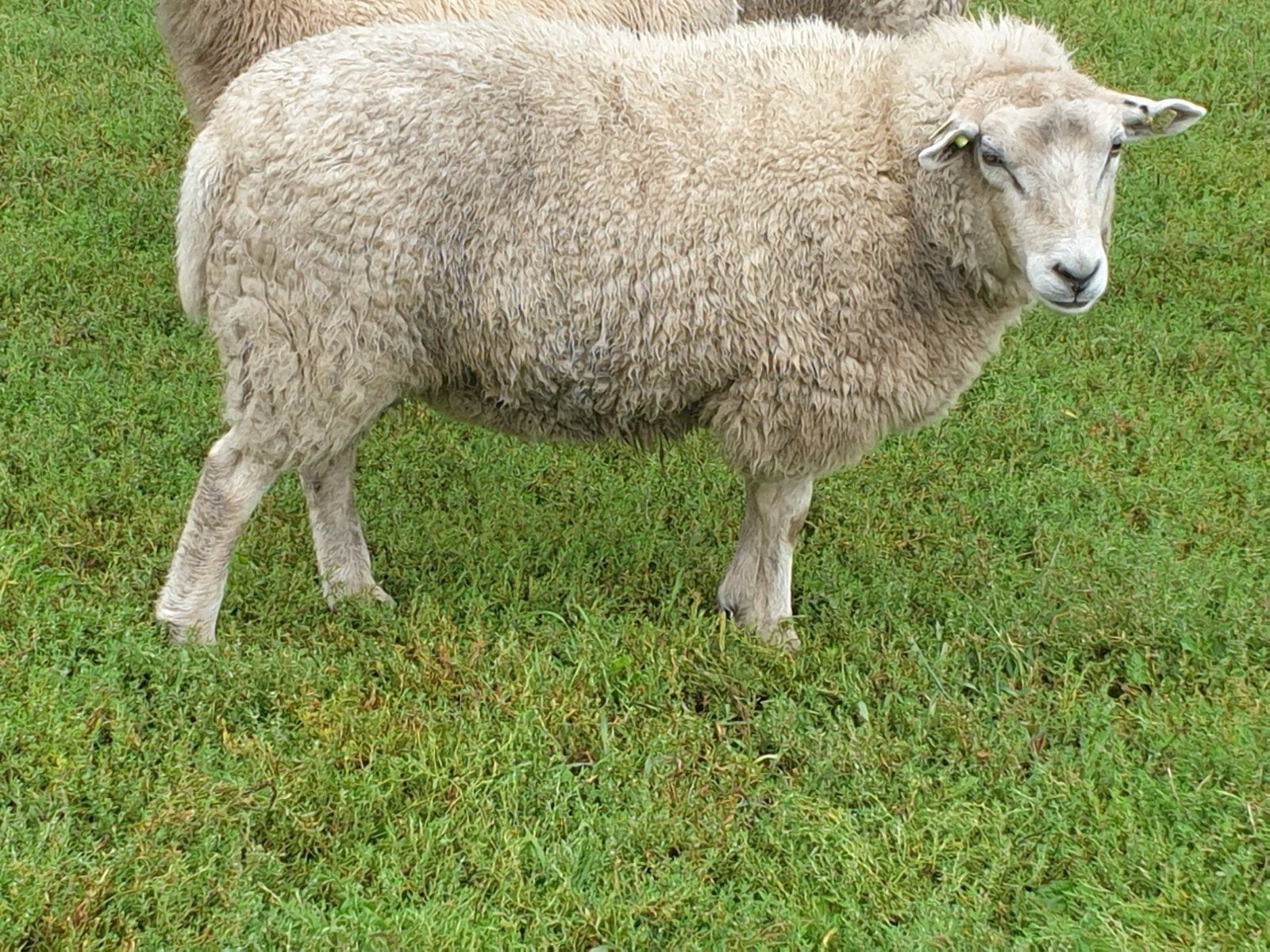 te koop jonge fokooi, Dieren en Toebehoren, Schapen, Geiten en Varkens, Vrouwelijk, Schaap, 0 tot 2 jaar