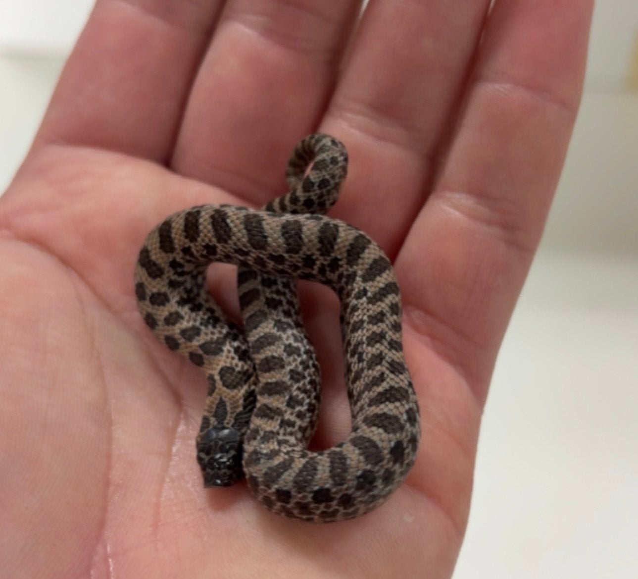 Artic sable hognose snake/haakneus slang