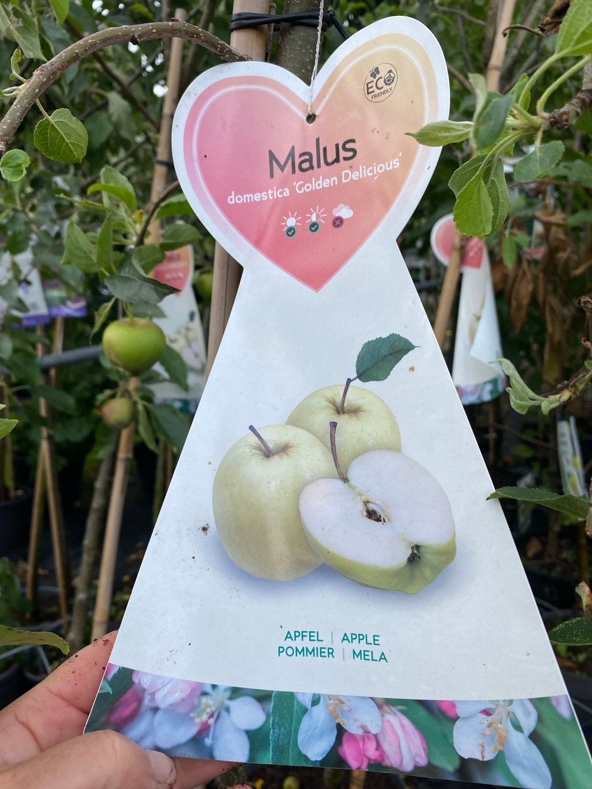 Halfstam Golden Delicious Appelboom - met appels nu €30, Ophalen, Lente, Volle zon, In pot