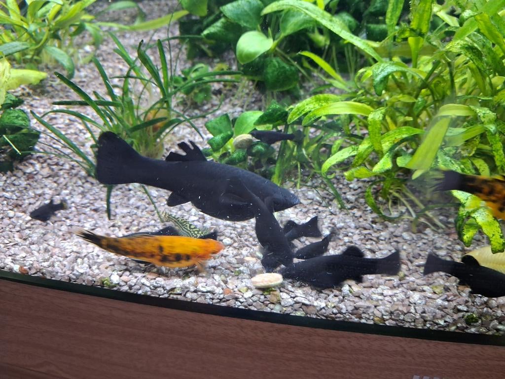 Black molly s, Dieren en Toebehoren, Vis