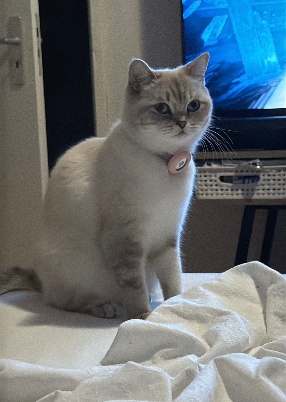 Britse korthaar poes 2 jaar, Poes, Ingeënt