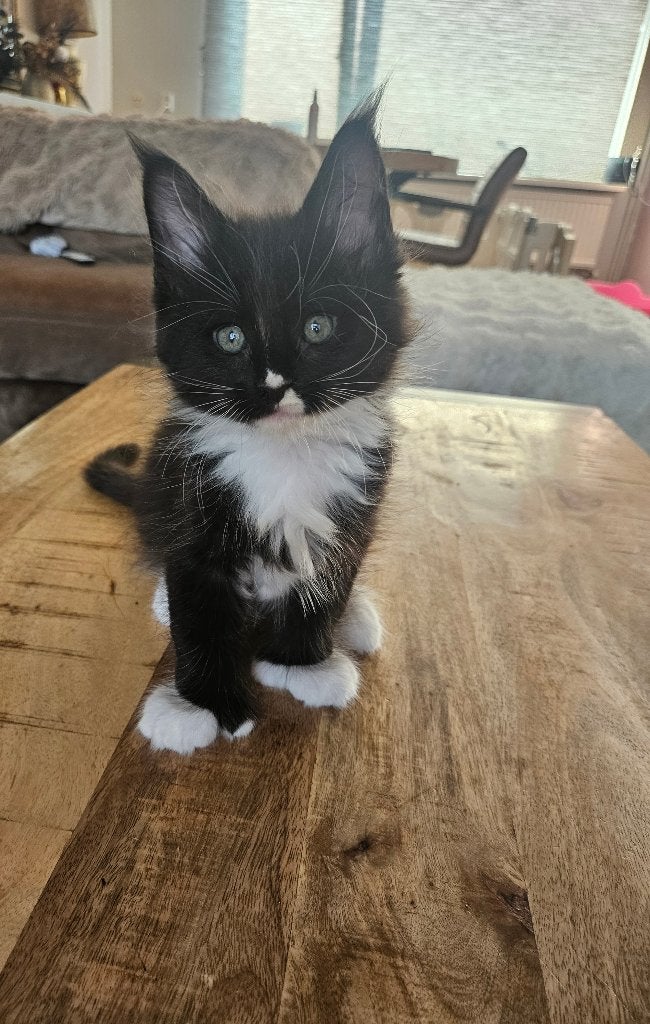 Maine coon kittens, Poes, Gechipt