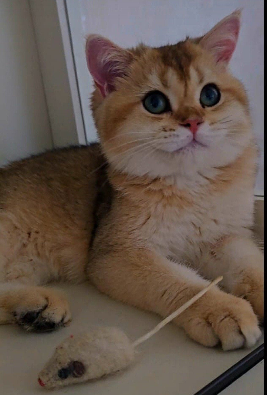 BRITSE KORTHAAR KITTENS,GOLDEN SCHADEDNY11,BLUE GOLDEN AY11, Dieren en Toebehoren, Katten en Kittens | Raskatten | Korthaar, Meerdere dieren