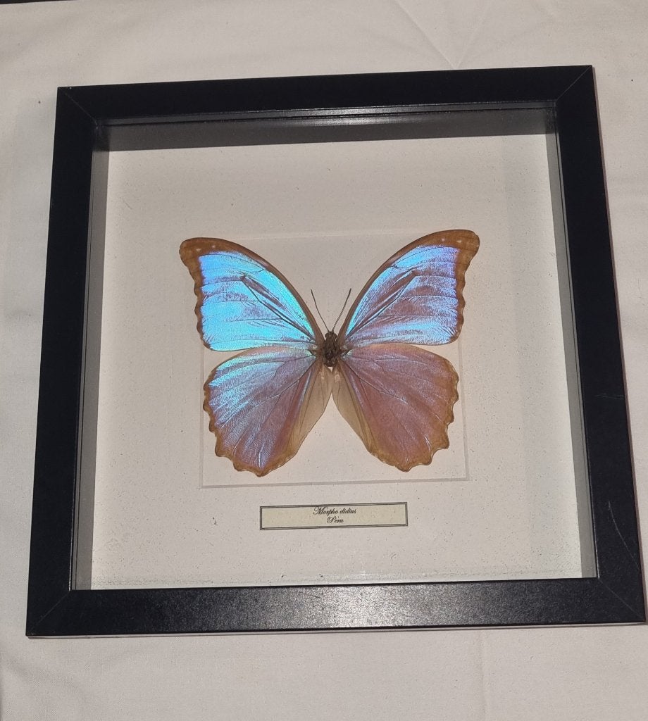 Morpho didius Peru, Ophalen of Verzenden, Zo goed als nieuw, Overige soorten, Opgezet dier