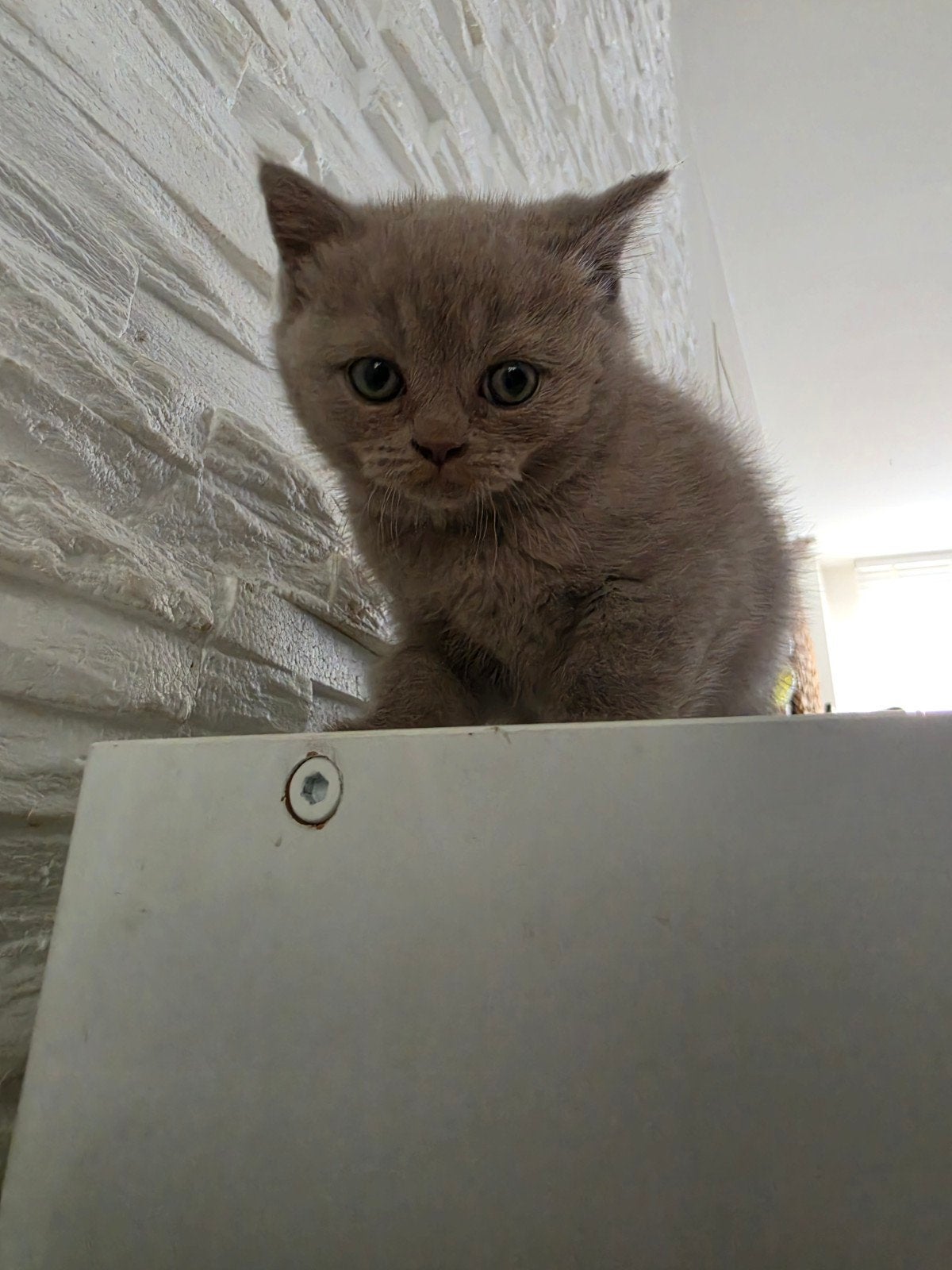 100% britse korthaar kittens (1 Odd eyed ) 7 weken mogen mee, Meerdere dieren, Ontwormd