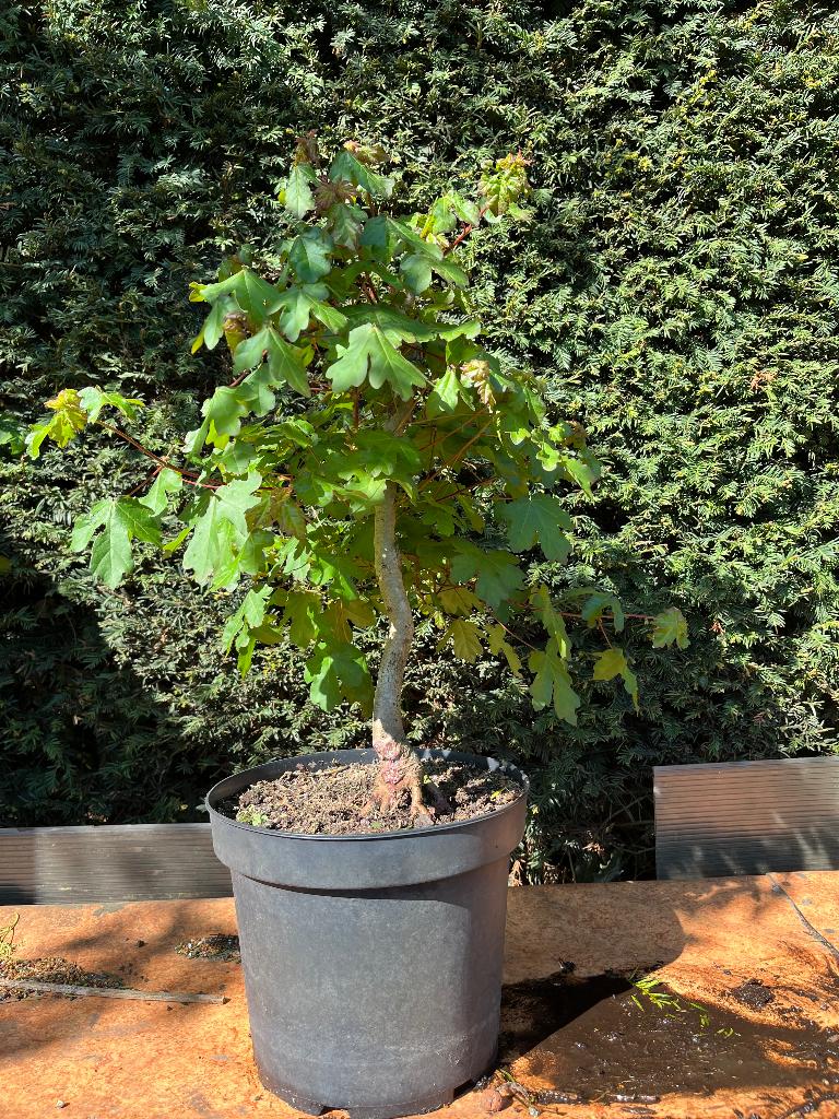 Bonsai starter, Acer campestre, Ophalen, Bloeit niet, Overige soorten, Halfschaduw