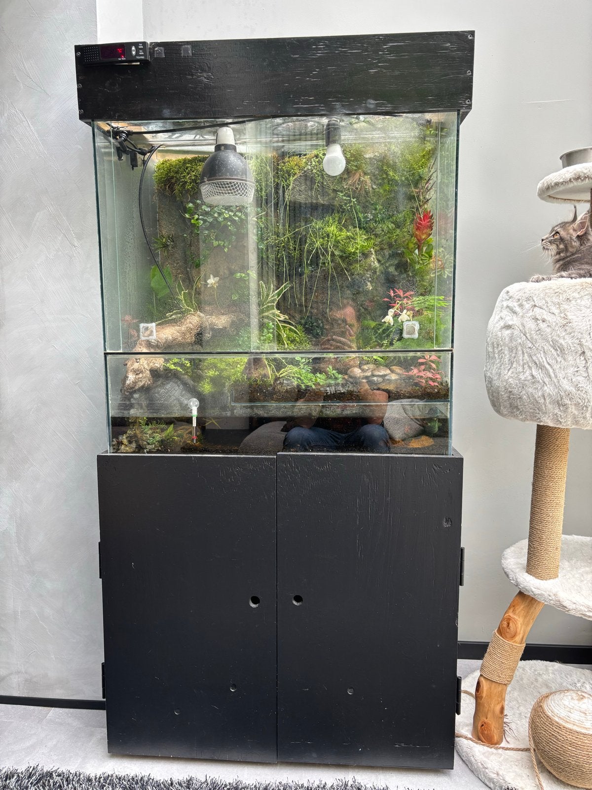 Paludarium/ terrarium., Dieren en Toebehoren, Ophalen of Verzenden, Gebruikt