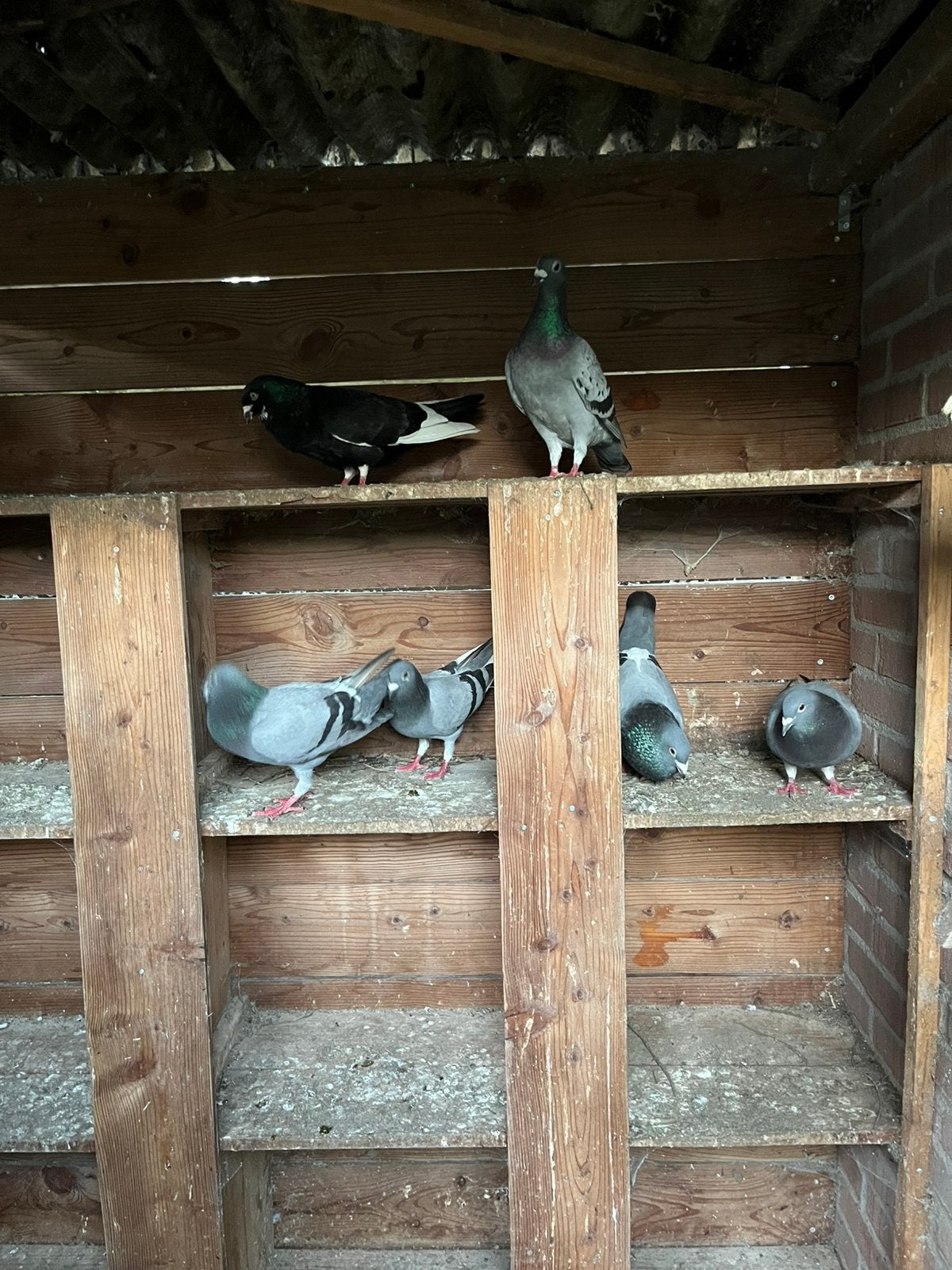 2 duiven, Ophalen, Zo goed als nieuw, Minder dan 250 cm, Minder dan 200 cm