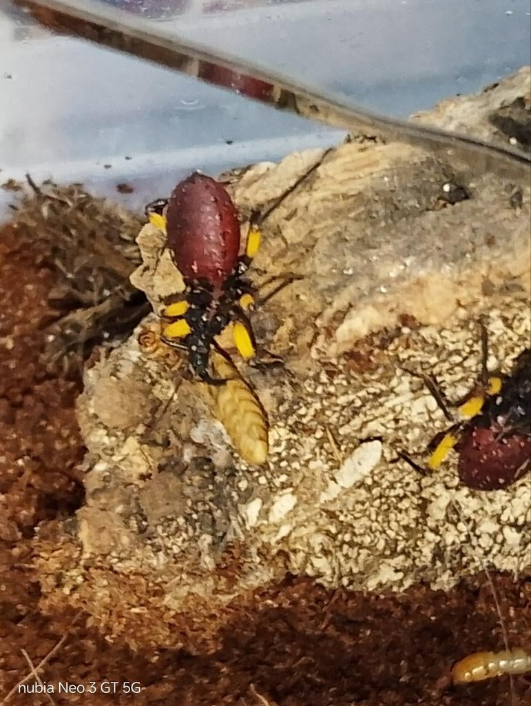 Platymermis biguttatus, Dieren en Toebehoren, Bijen