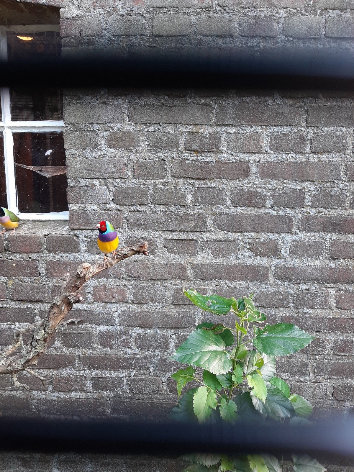koudkweek gould amadine, Dieren en Toebehoren