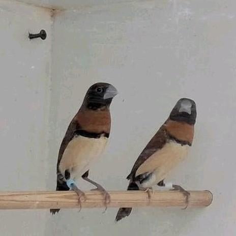 Bruinborstrietvinken, Dieren en Toebehoren, Meerdere dieren