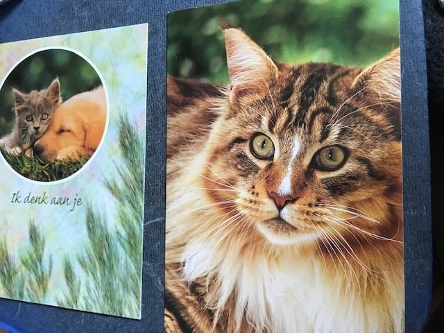 katten, Ophalen of Verzenden, Voor 1920, Ongelopen, Hond of Kat